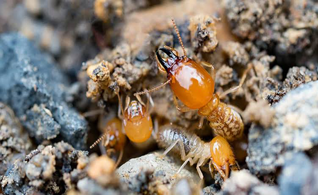 Termite Control